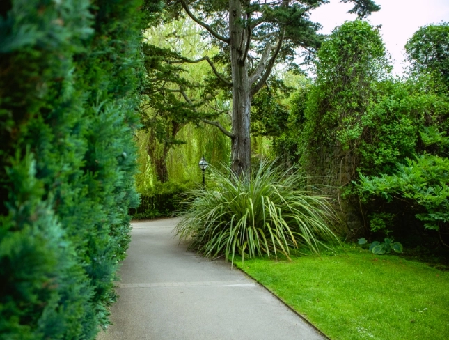 A winding path leads through a lush garden with dense greenery. Tall trees and shrubs border the walkway, with a large grassy plant in the center. The scene has a serene, natural atmosphere surrounded by various shades of green foliage.