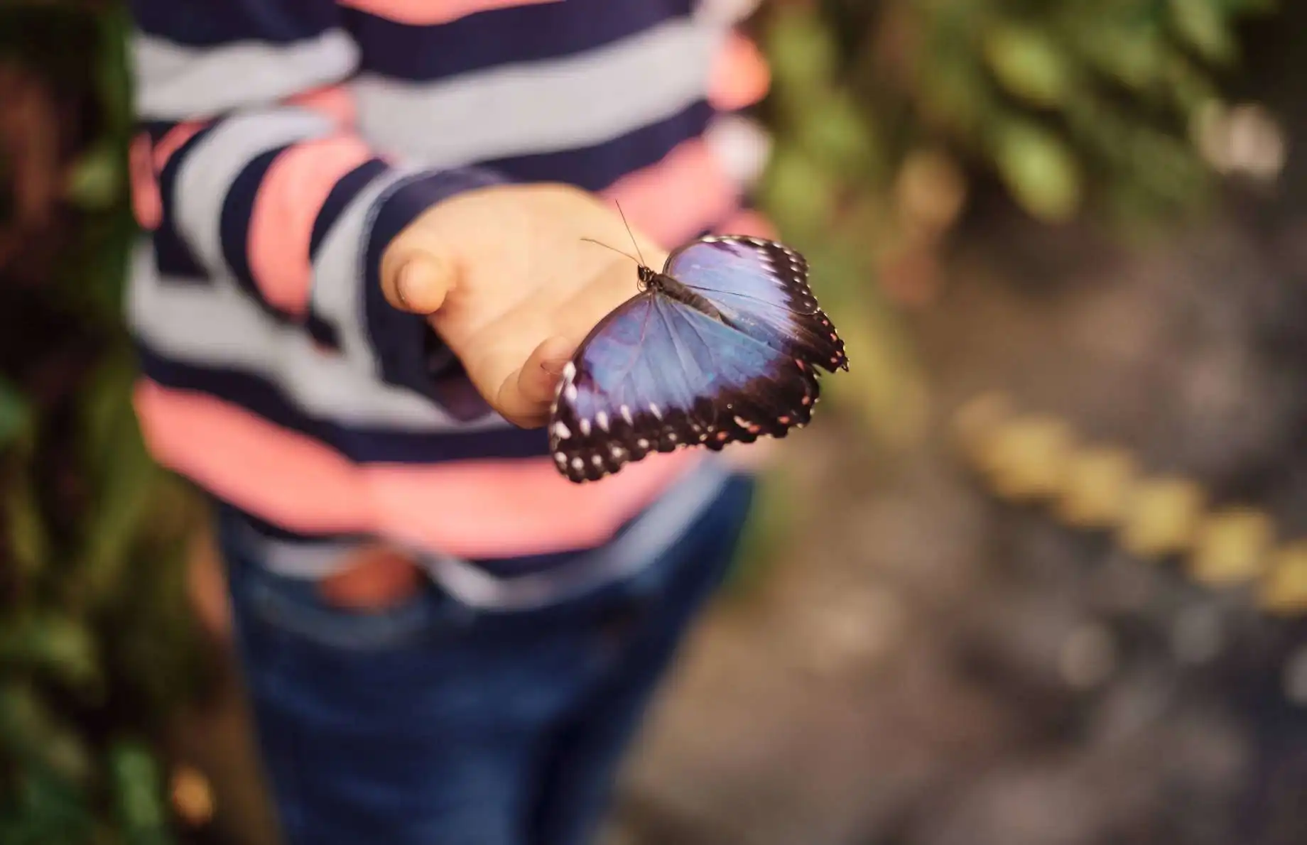 Butterfly Garden